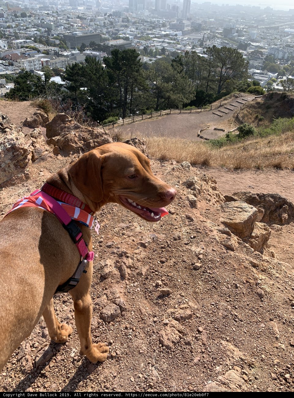 Pink-Harnessed Vizsla on Rocky Hill
