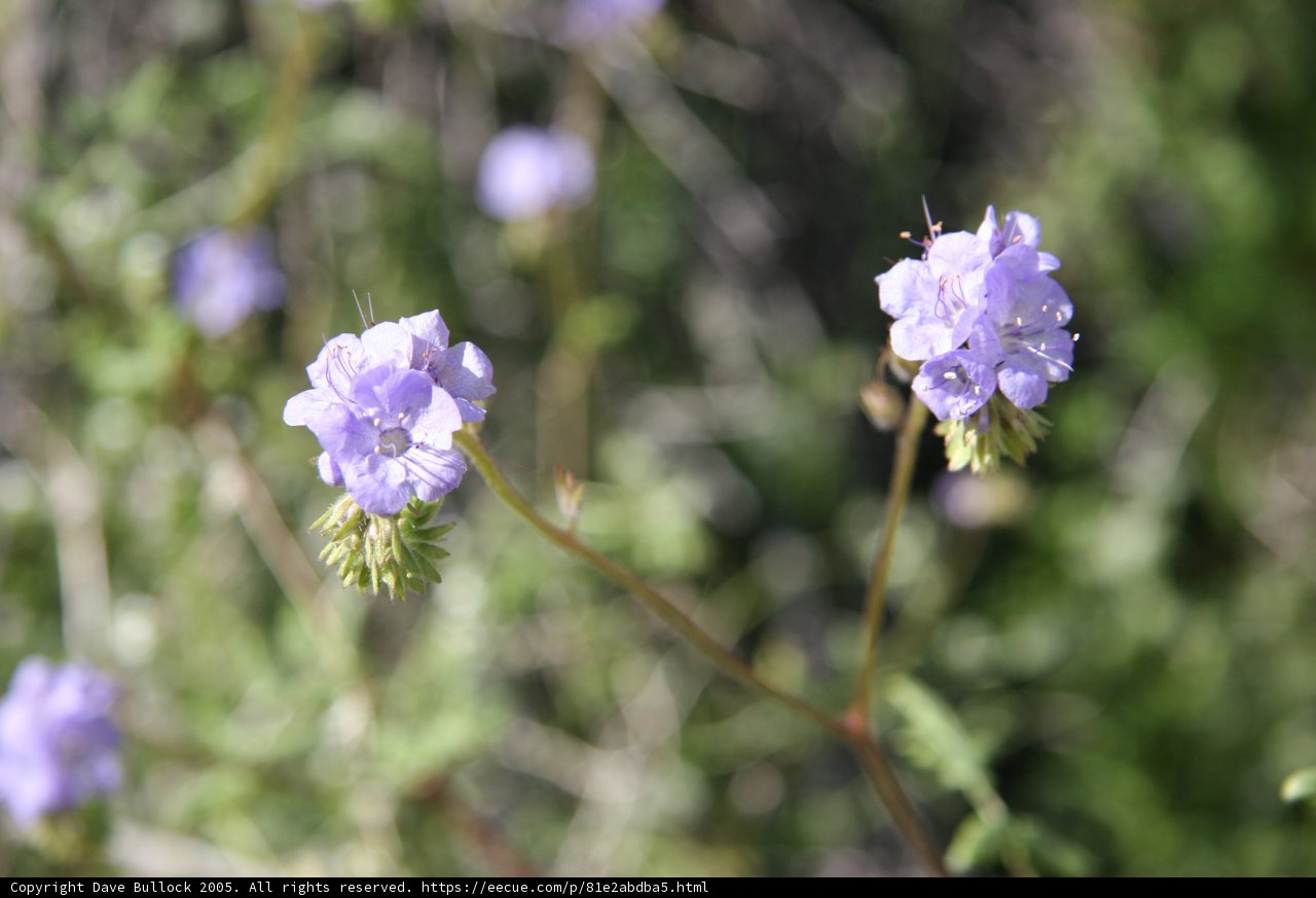 Wild Geraniums in Purple Bloom