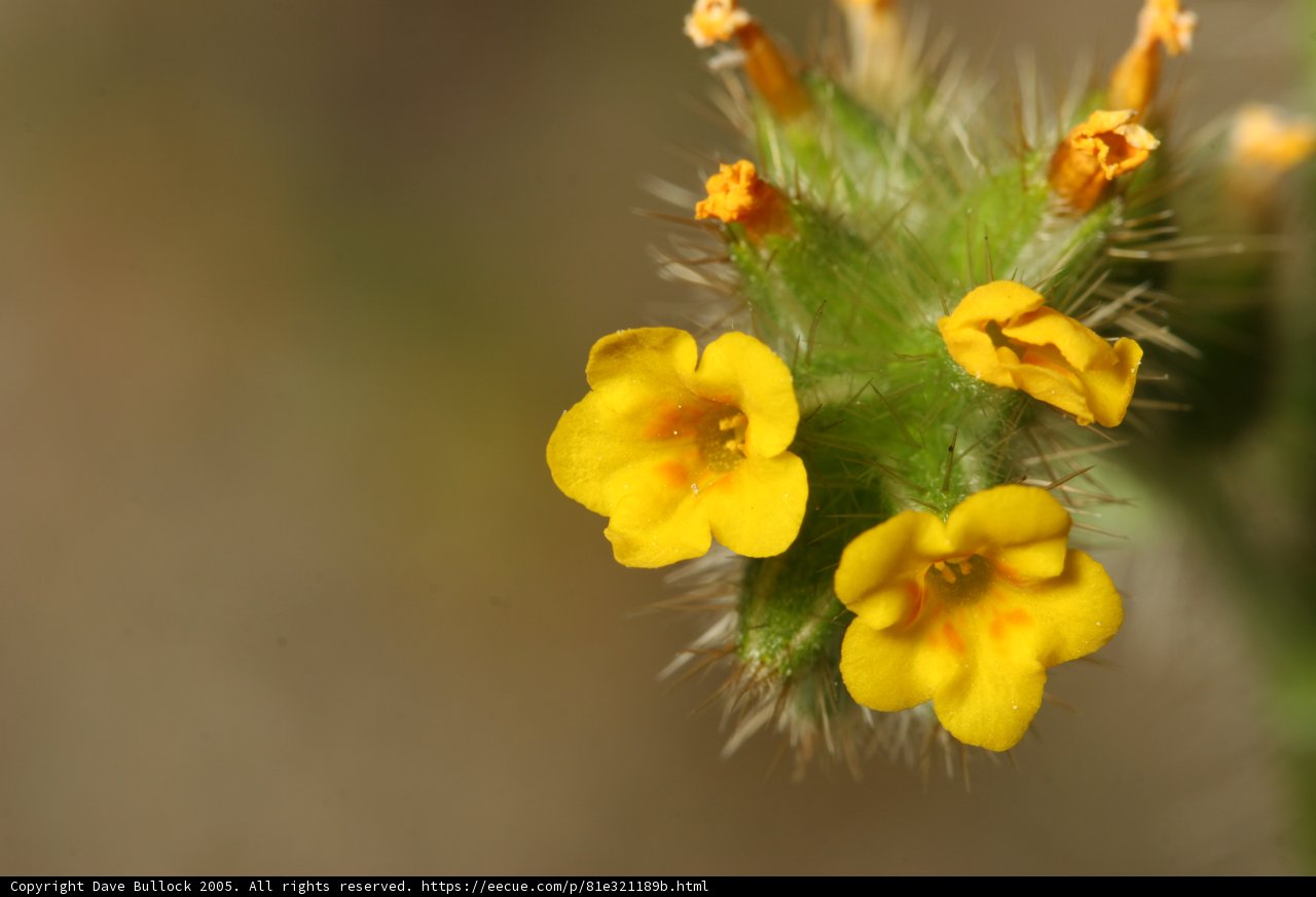 Bright Yellow Geranium in Full Bloom