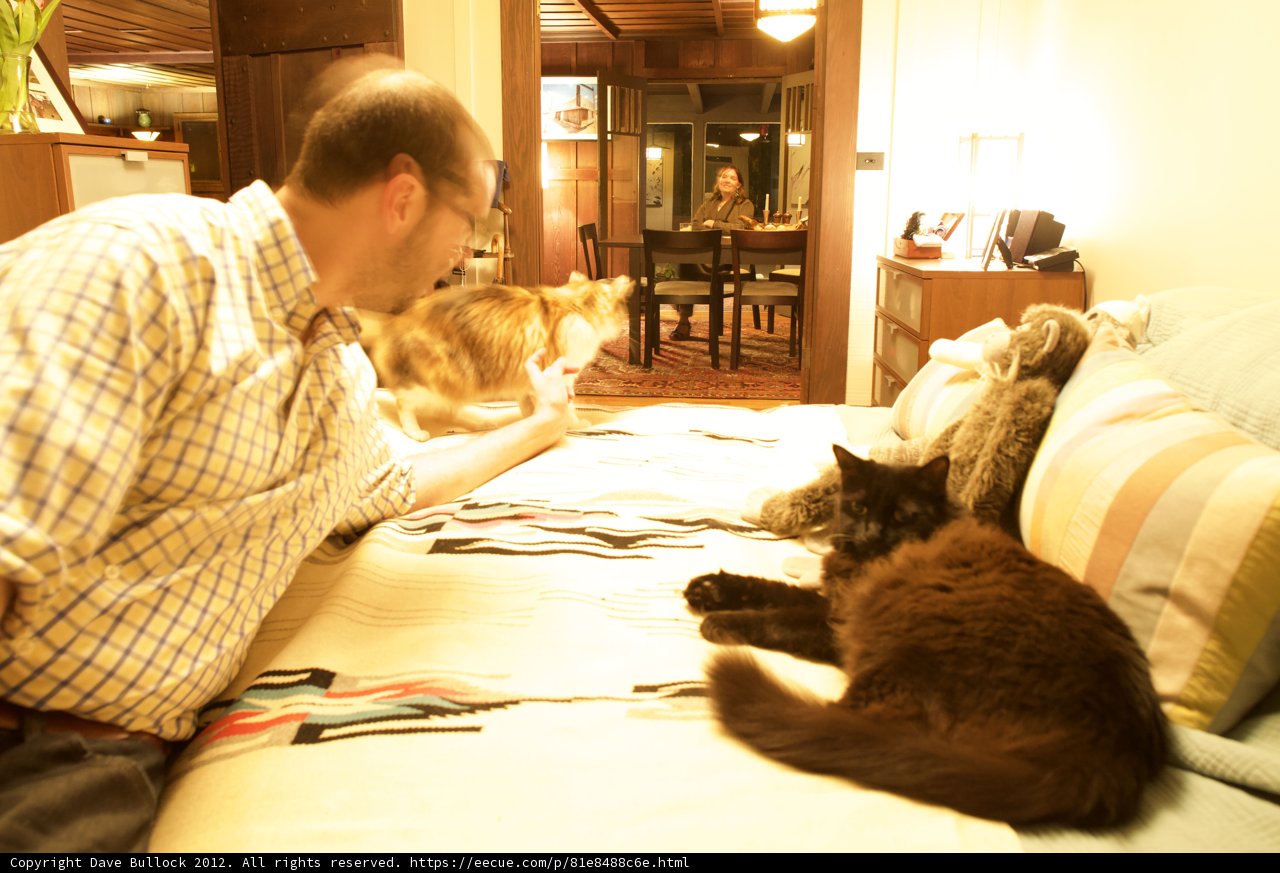 The Cat Dad