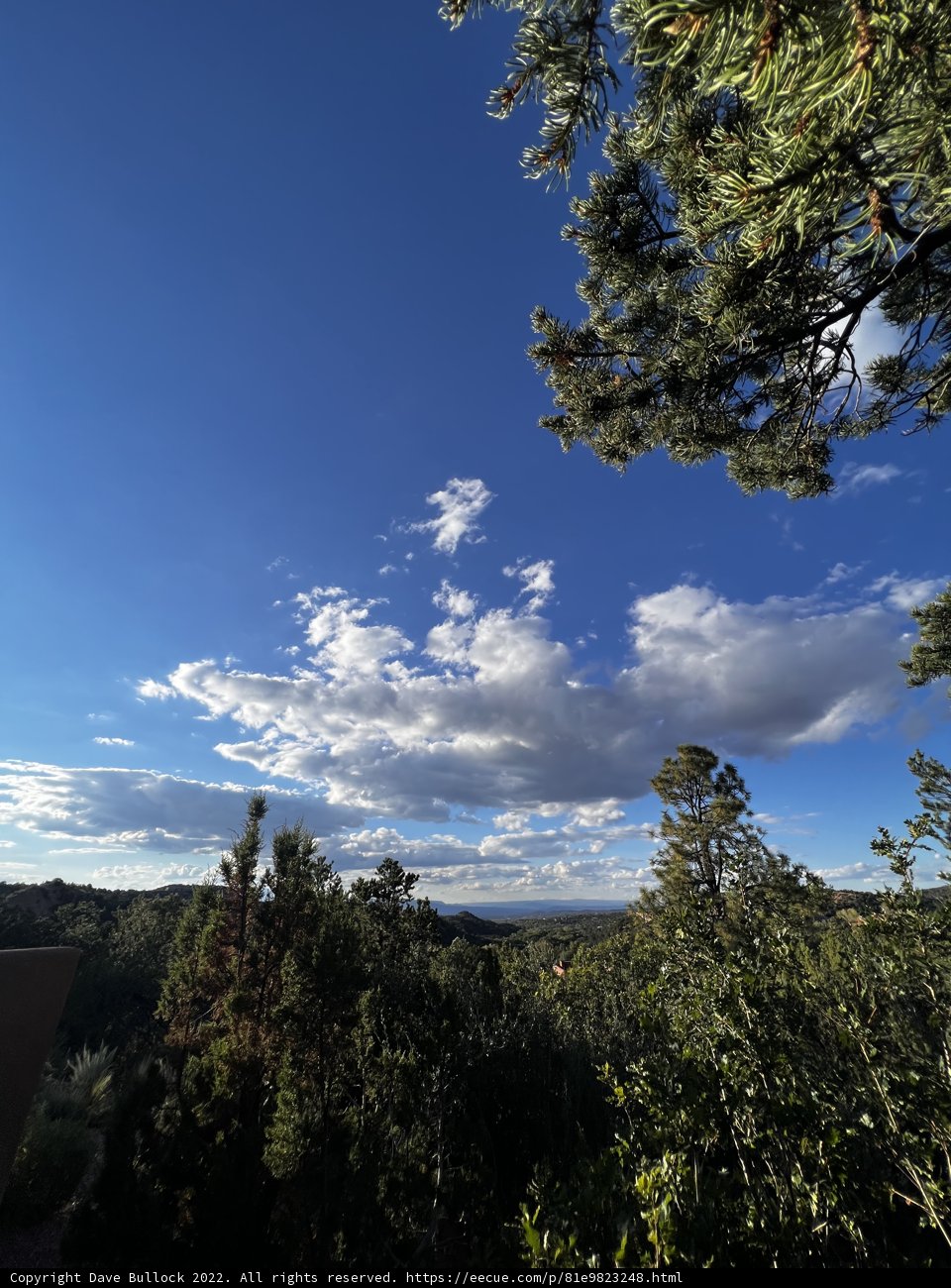 Blue Sky and Lush Foliage in Tesuque