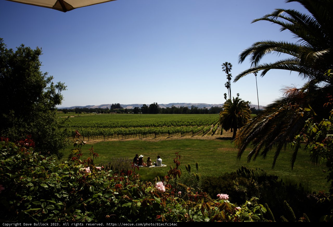 Serenity Amidst the Vines
