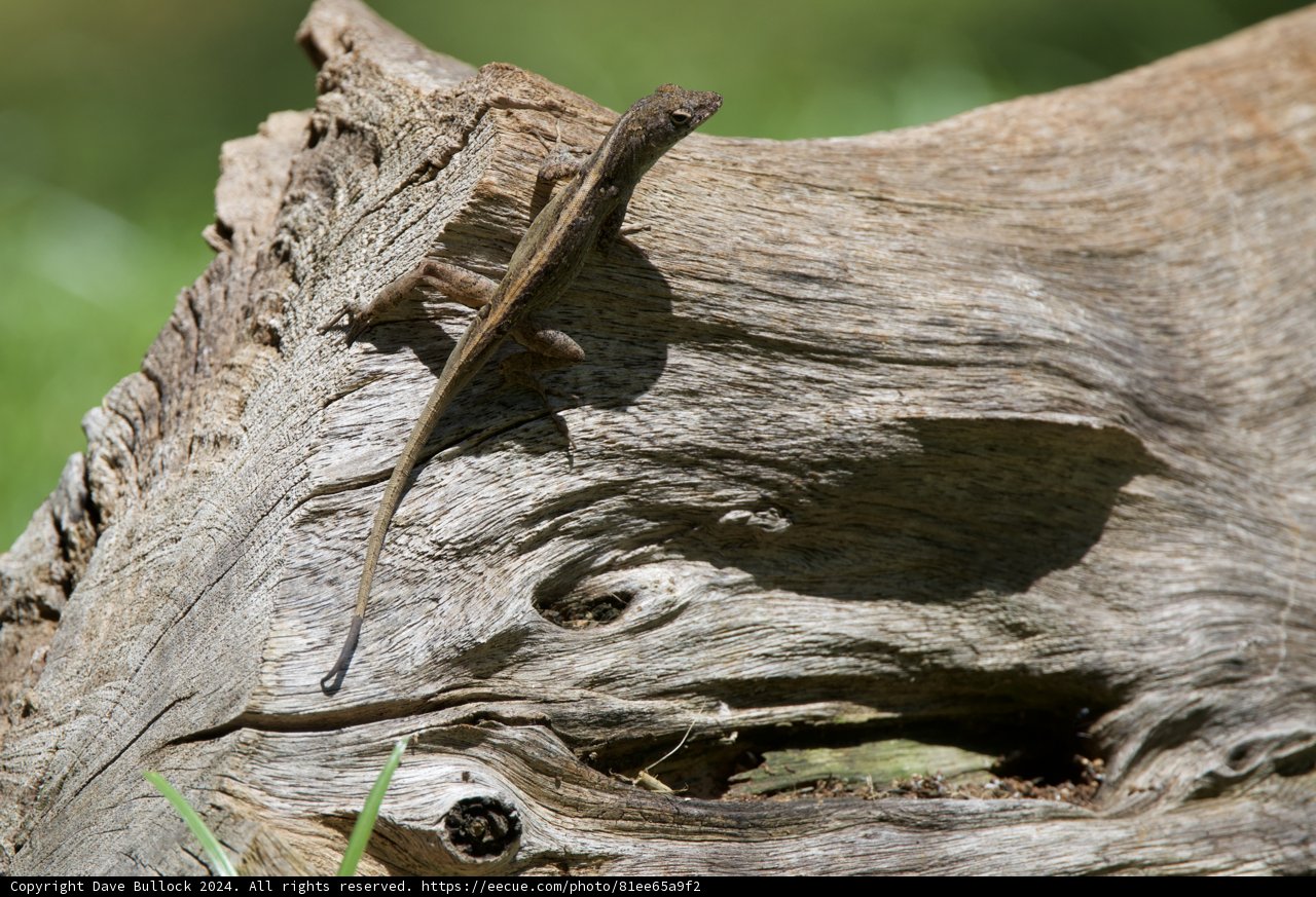 Camouflaged Observer: A Reptile's Refuge