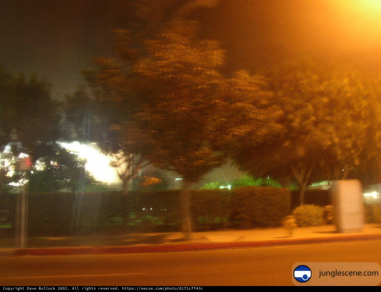Blurry Night Street with Tree Lights