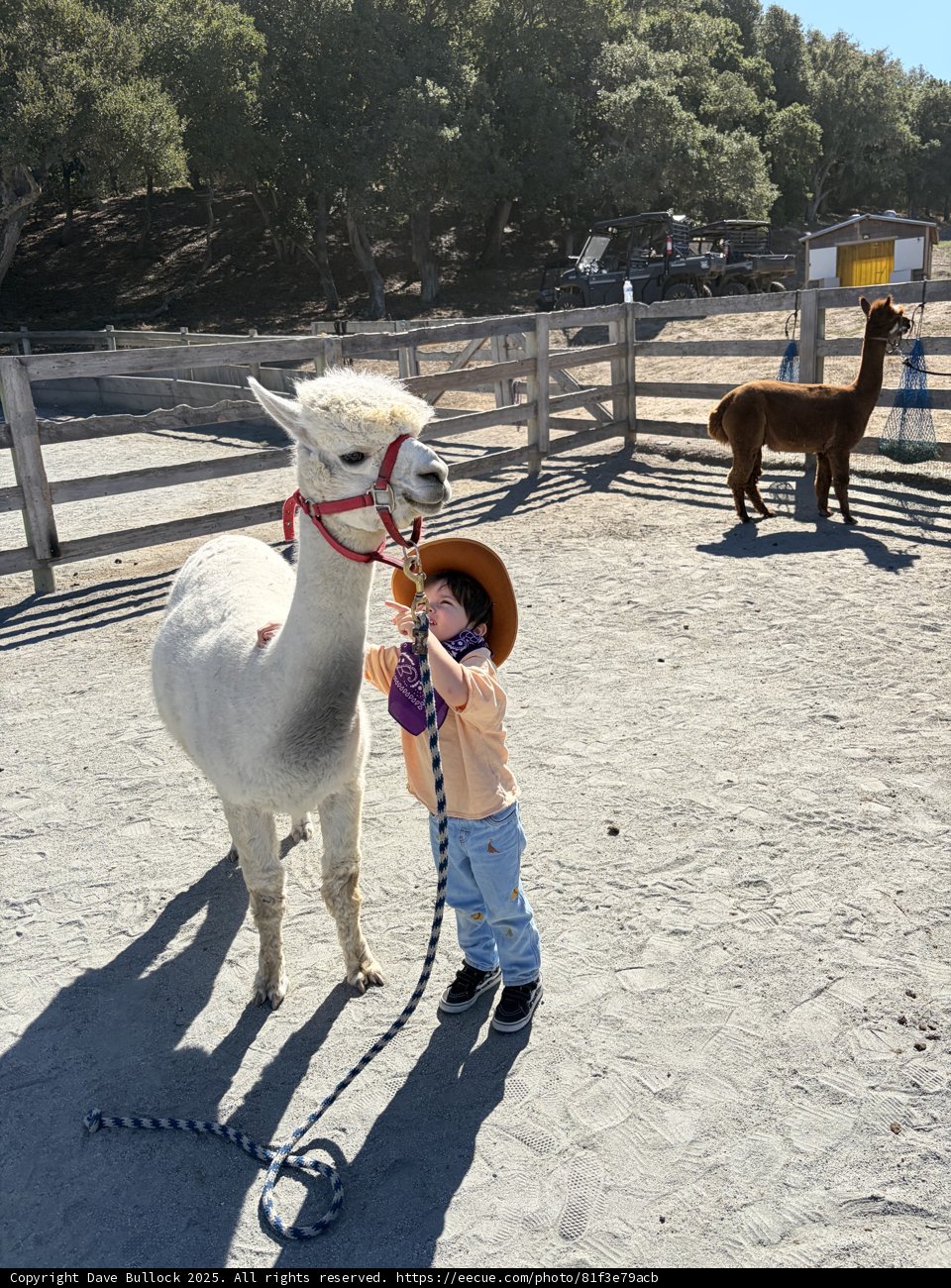 Little Wrangler's Day Out