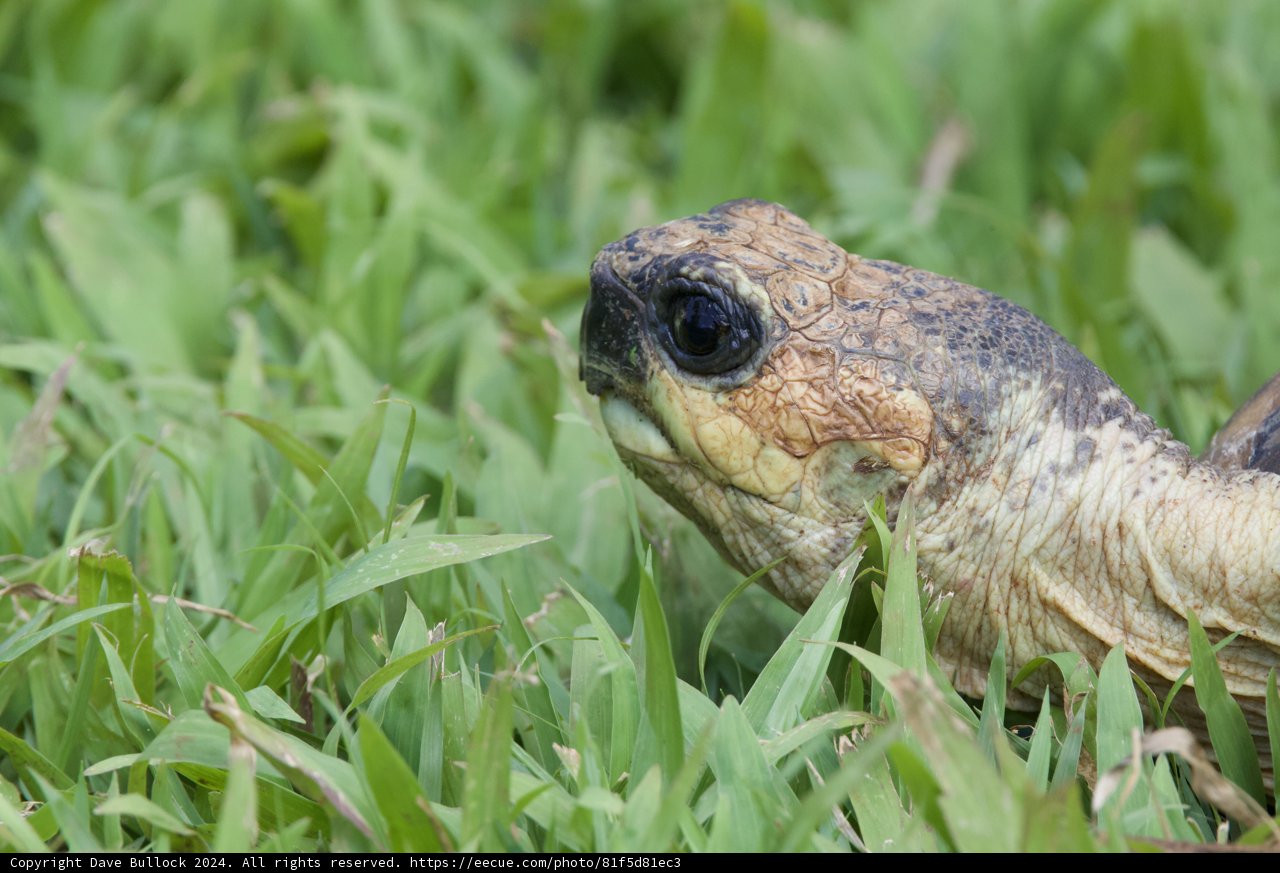 Contemplative Gaze of the Tortoise