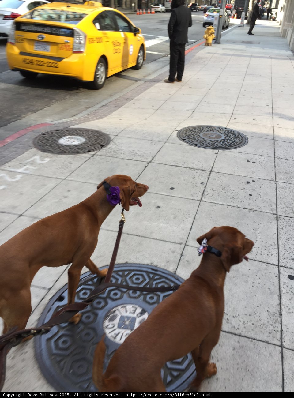 Paws on the Sidewalk