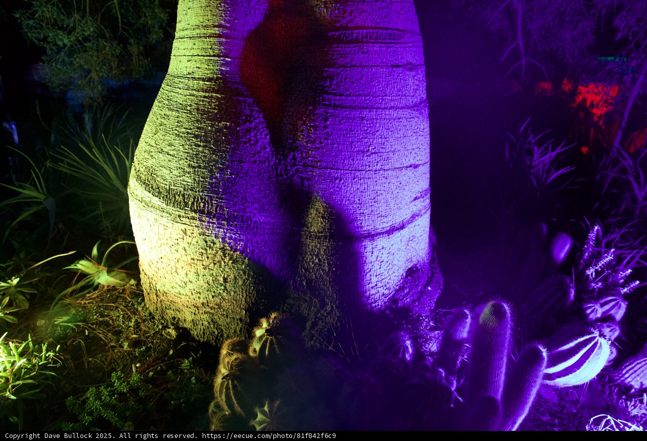 Enchanted Trunk in Purple Glow