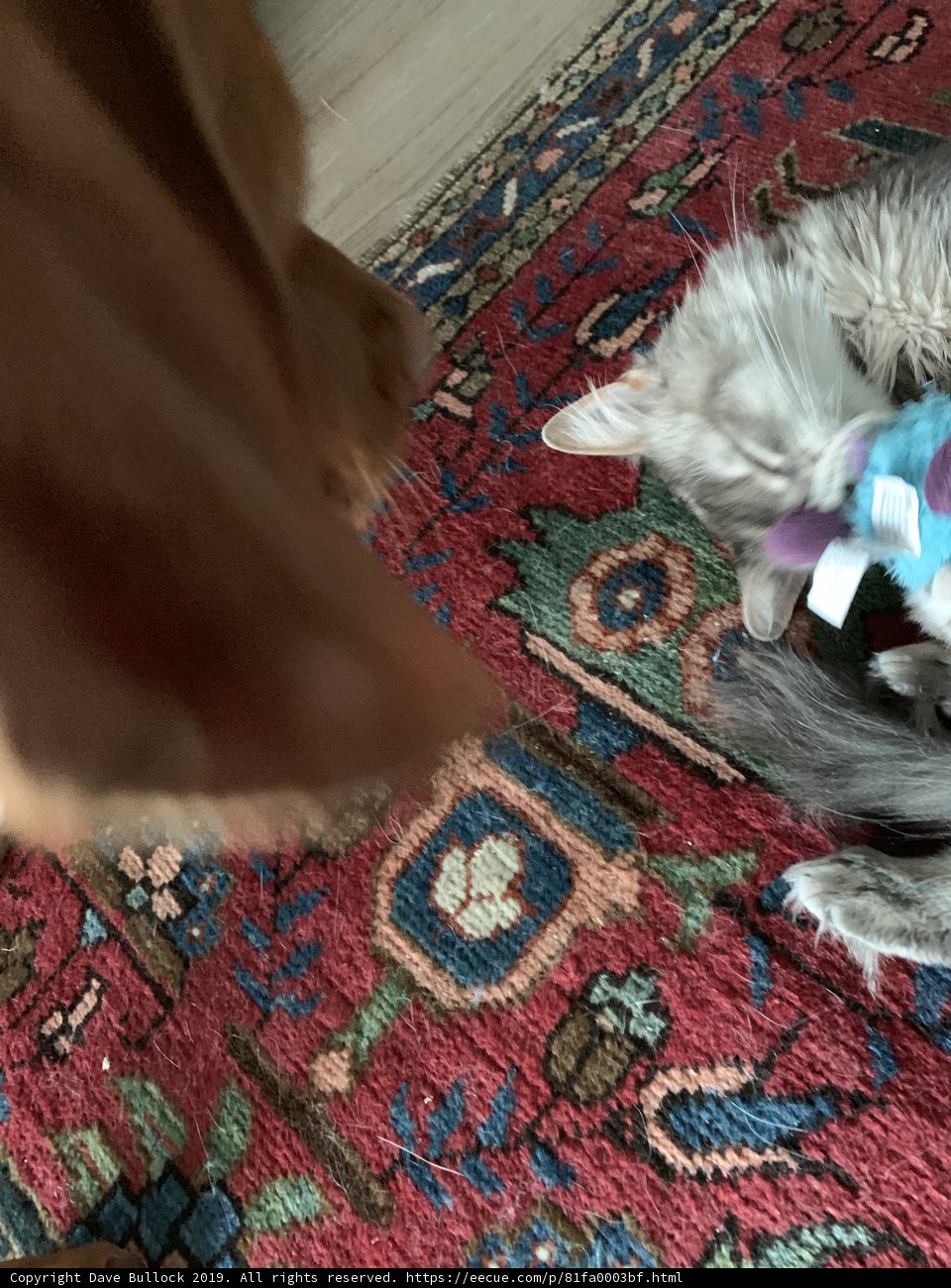 Home Decor Pet Playtime