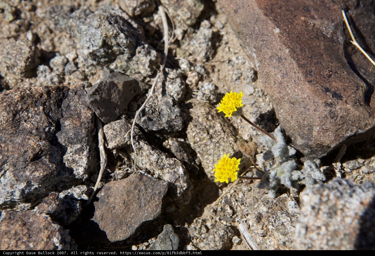 Cheerful Daisy Amidst Rocky Soil