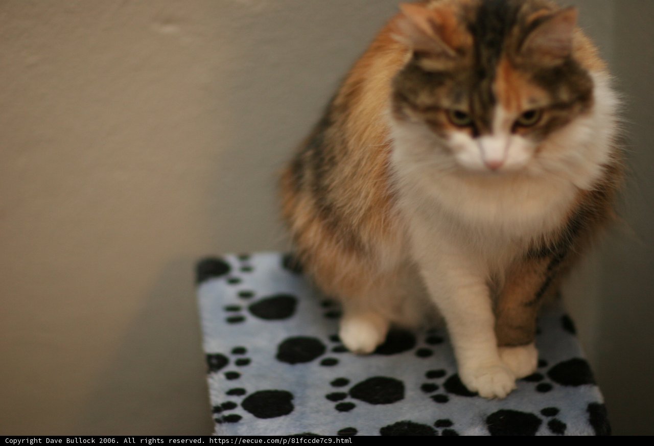 Calico Cat Lounging on Her Bed