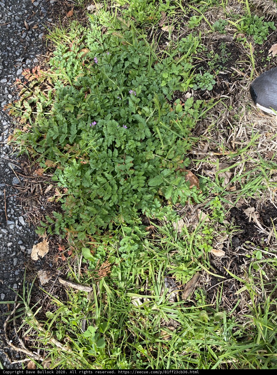 Verdant Patch