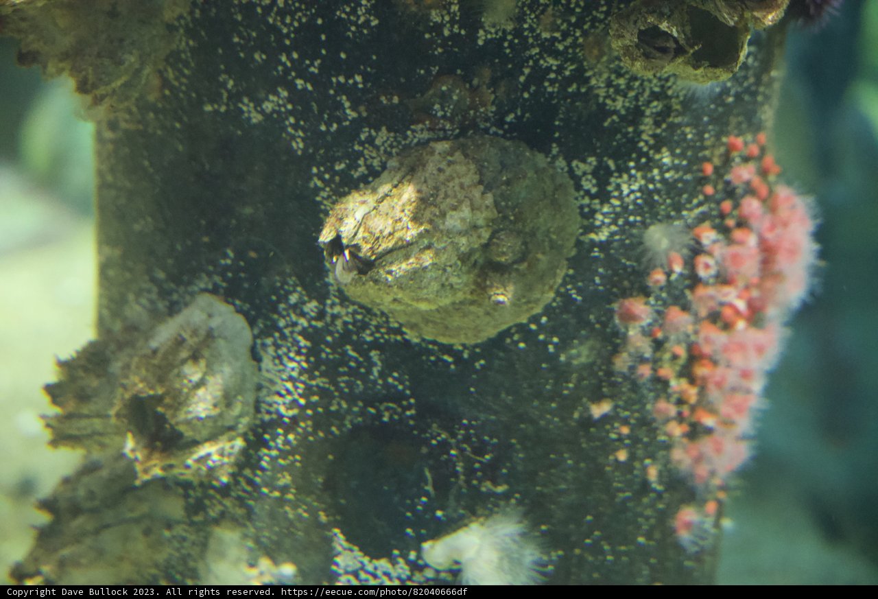 Submerged Stories: Monterey Bay's Aquatic Wonder