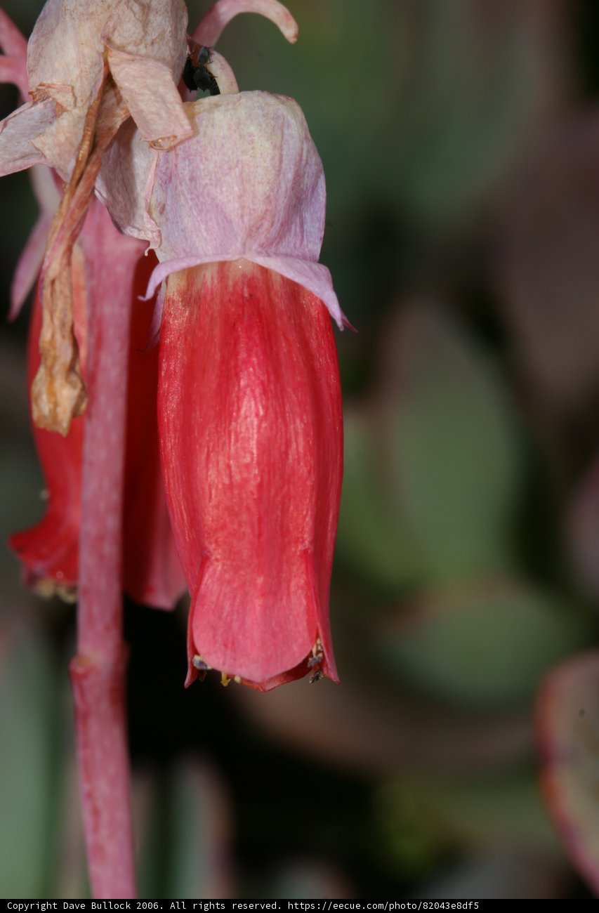 Blooming Beauty