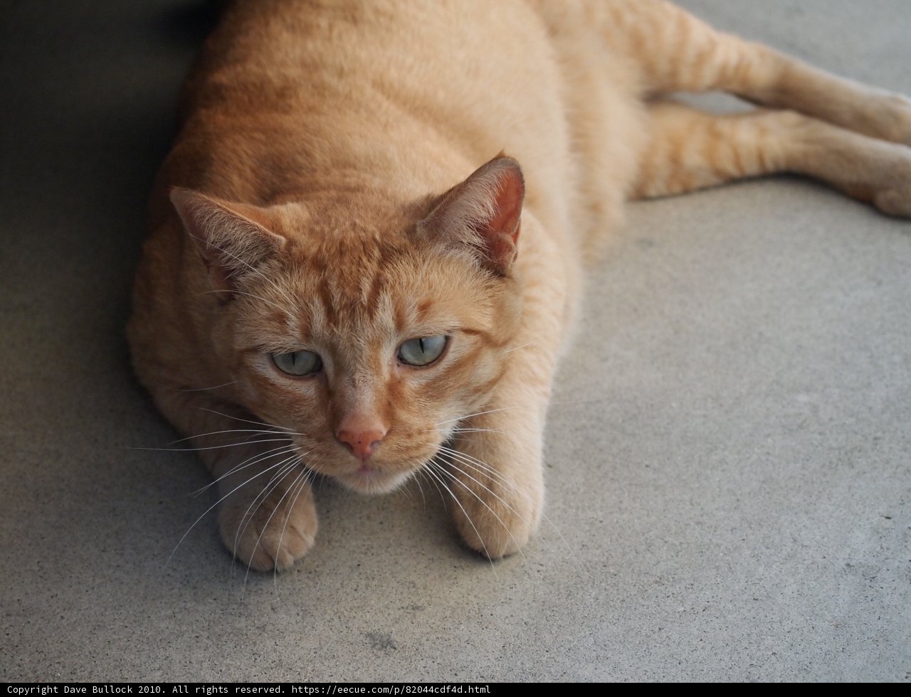 Lazy Afternoon with Manx Cat