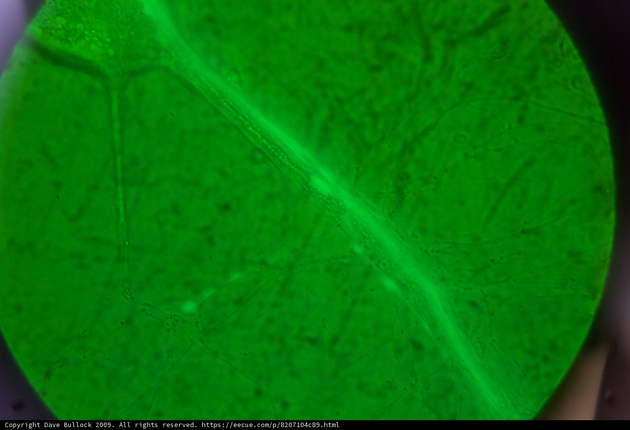 Green Gemstone Lens