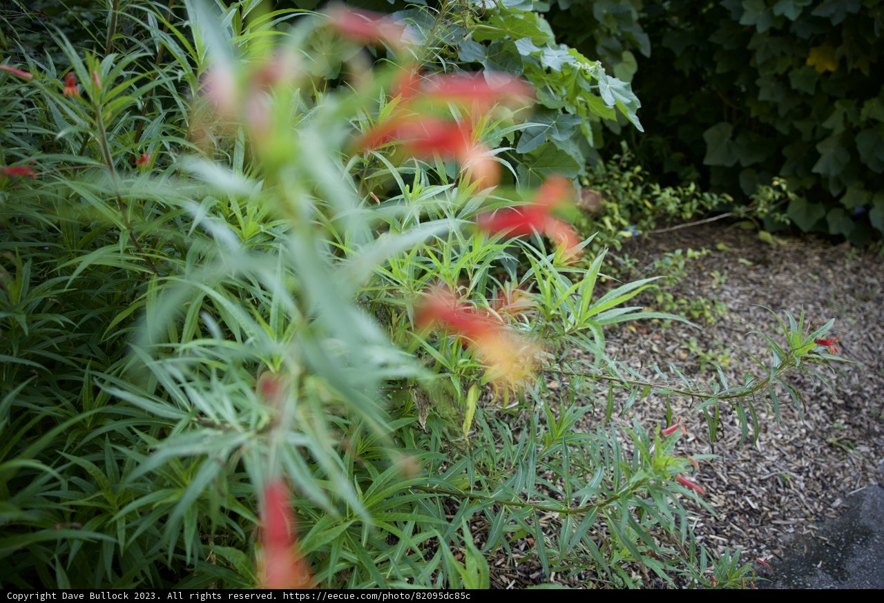 Eden Unveiled: A Tale of The San Francisco Botanical Garden