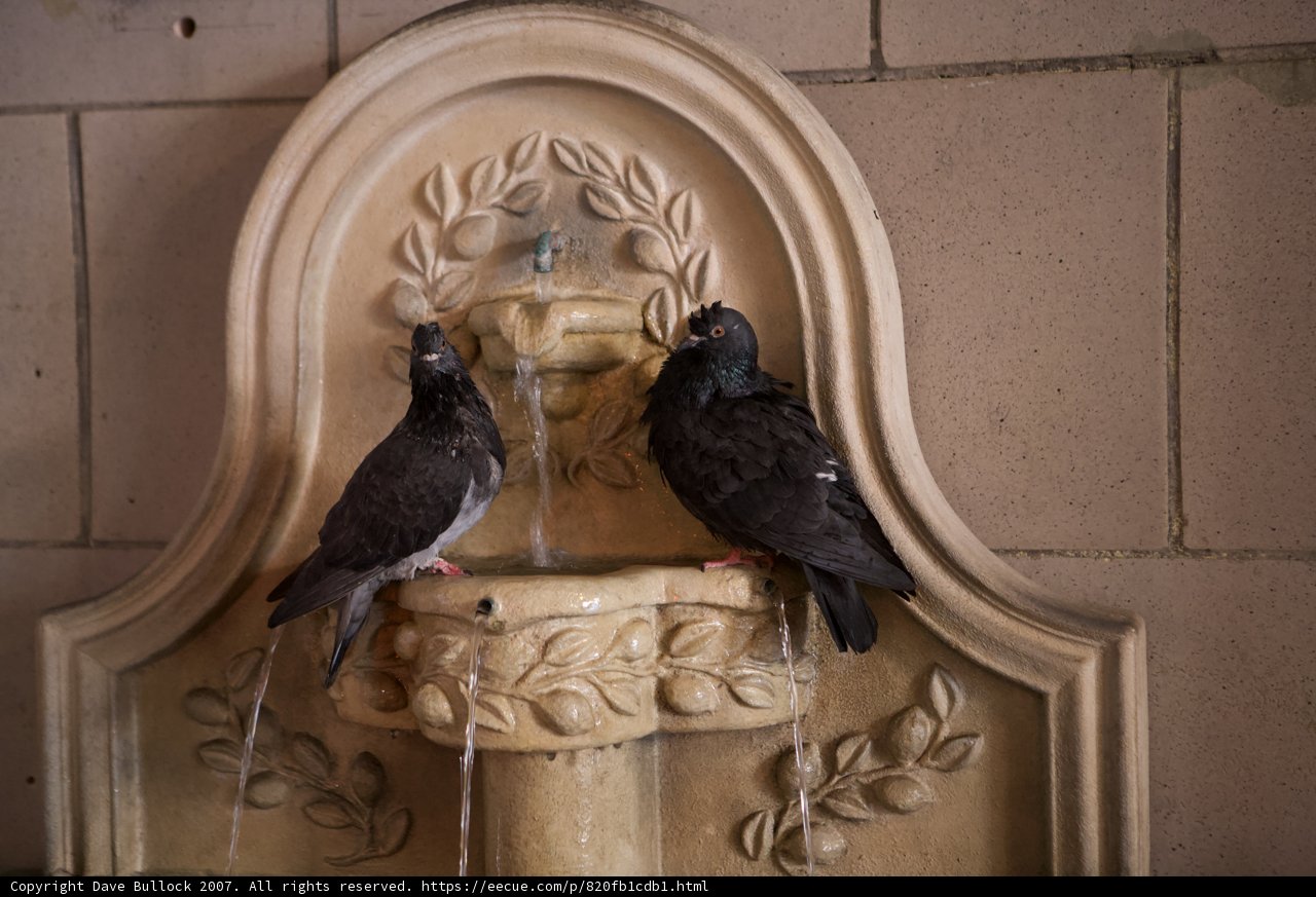 Pigeon Pair Refreshment