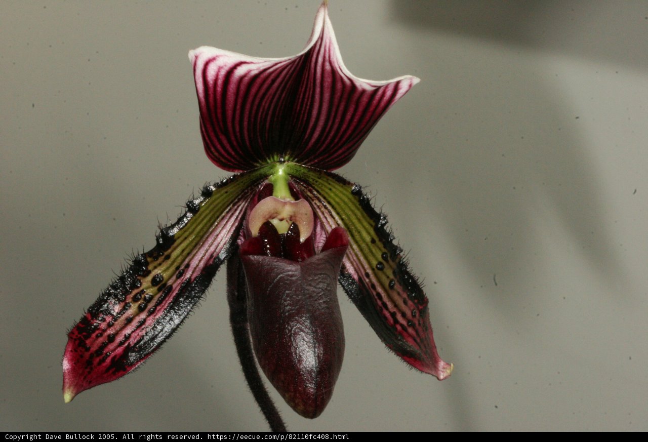 Striking Red and Black Orchid Up Close