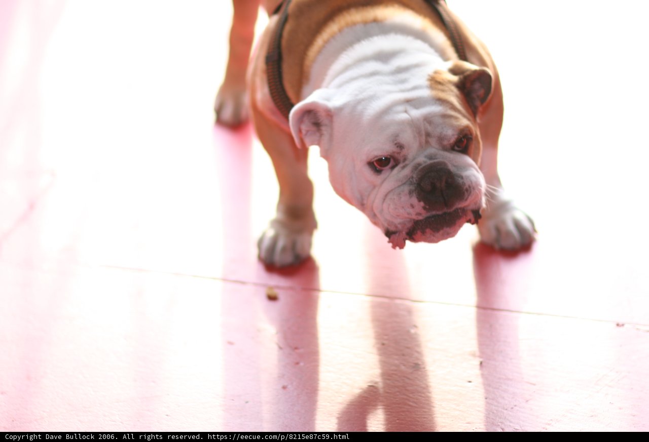 Leash on my Bulldog