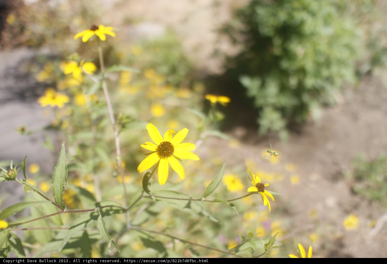 Golden Daisy Fields
