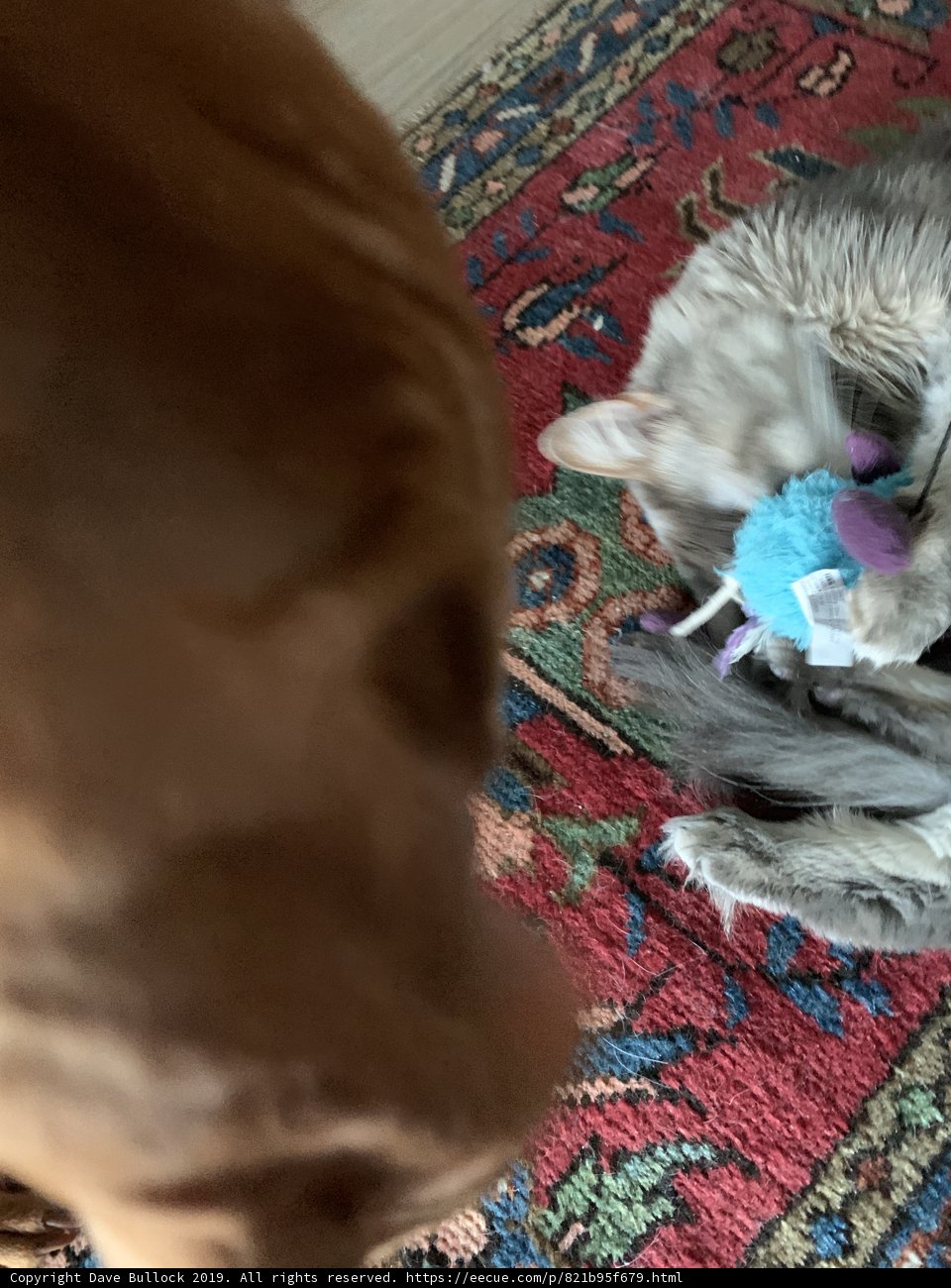 Furry Playmates