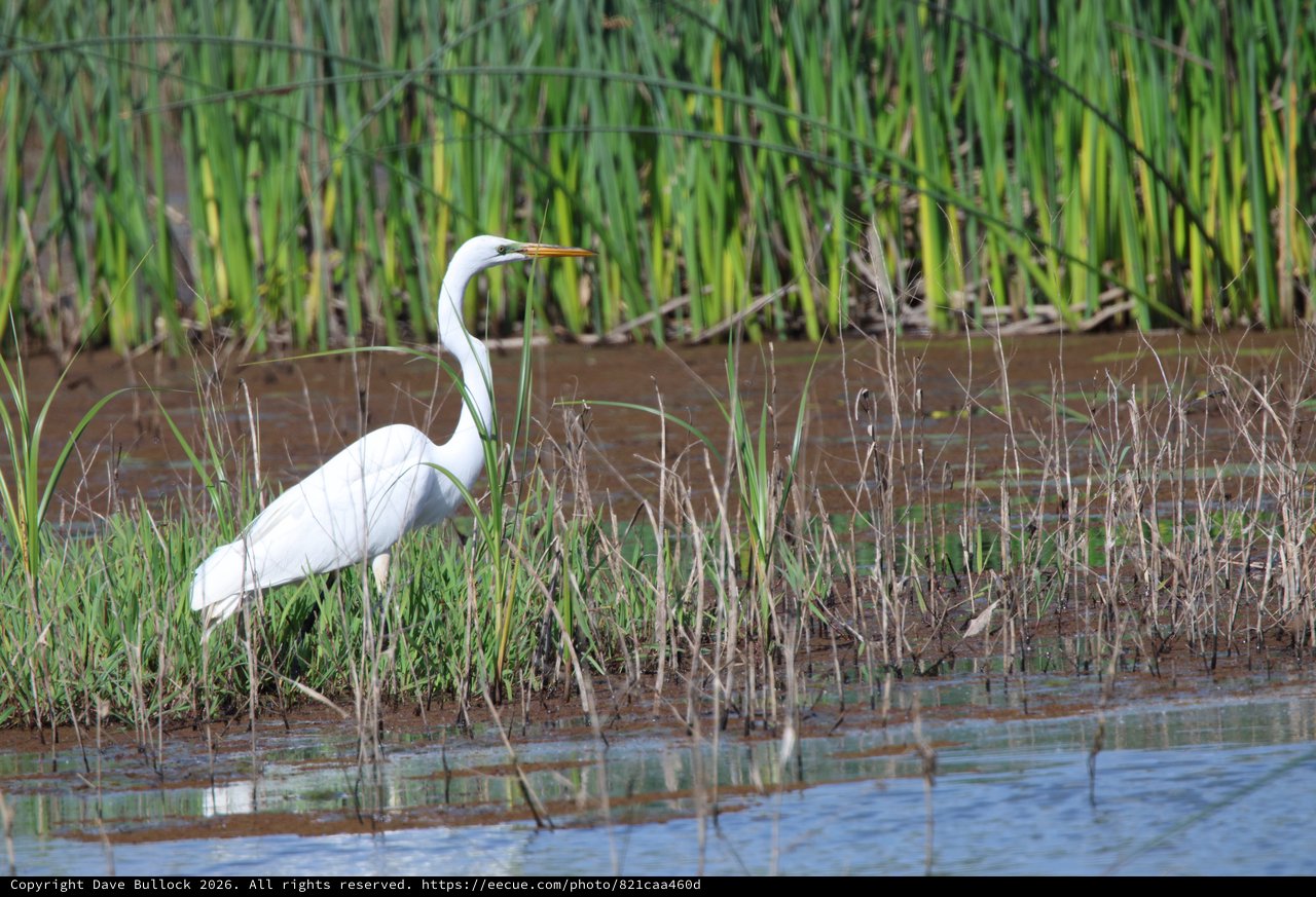 Great Egret Hunting in Wetland Marsh