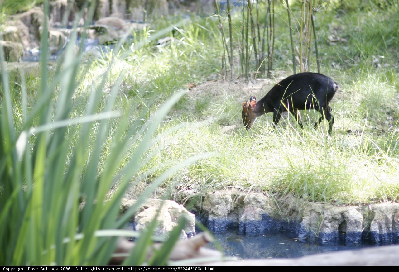 Black bear grazing near the pond
