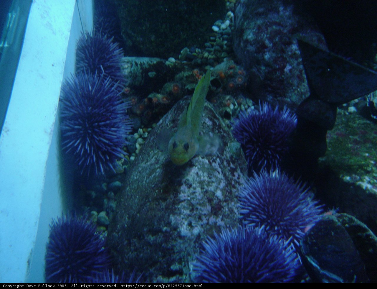 Lone Fish Sitting on a Rock