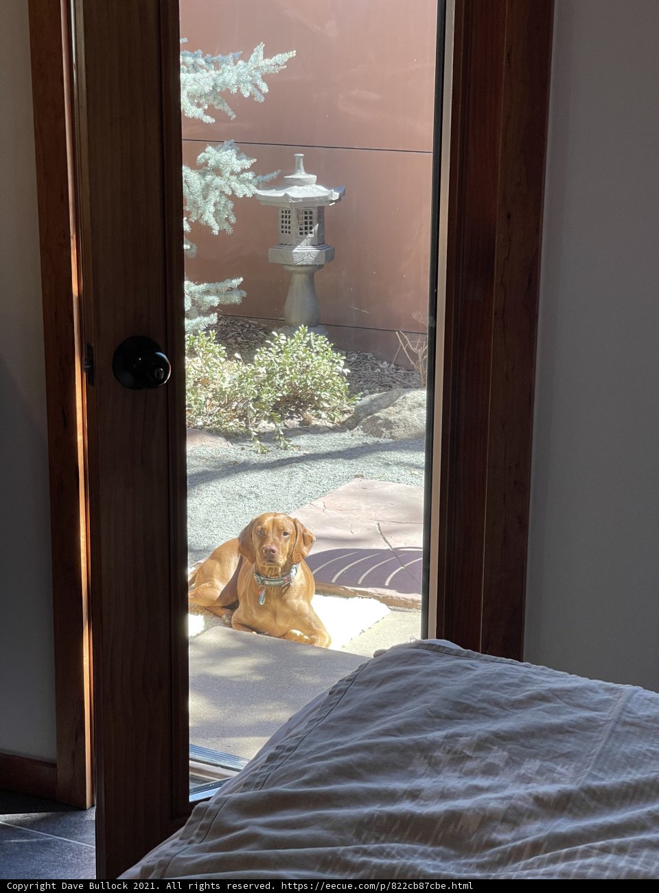 Furry Friend at Home