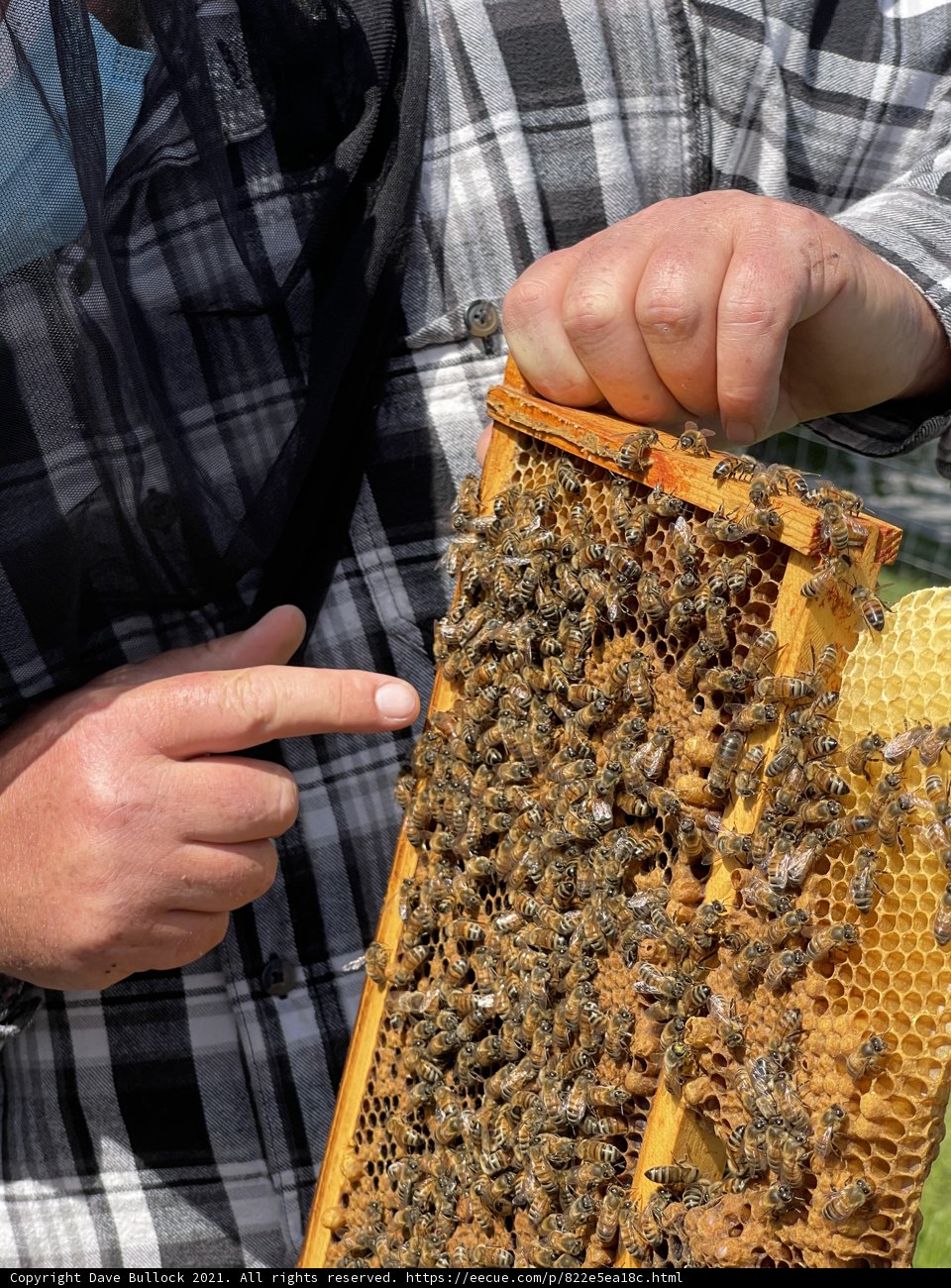 Beehive Inspection