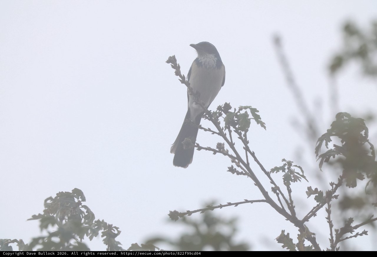 Loggerhead Shrike Perched in Foggy Conditions