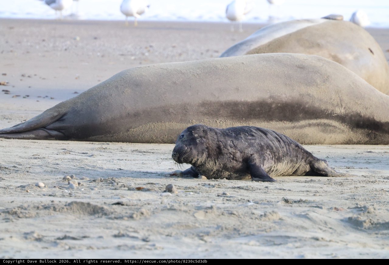 Newborn Elephant Seal Pup with Mother at Drakes Beach