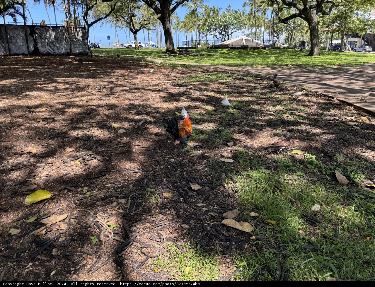 Fowl Play in the Heart of Paradise
