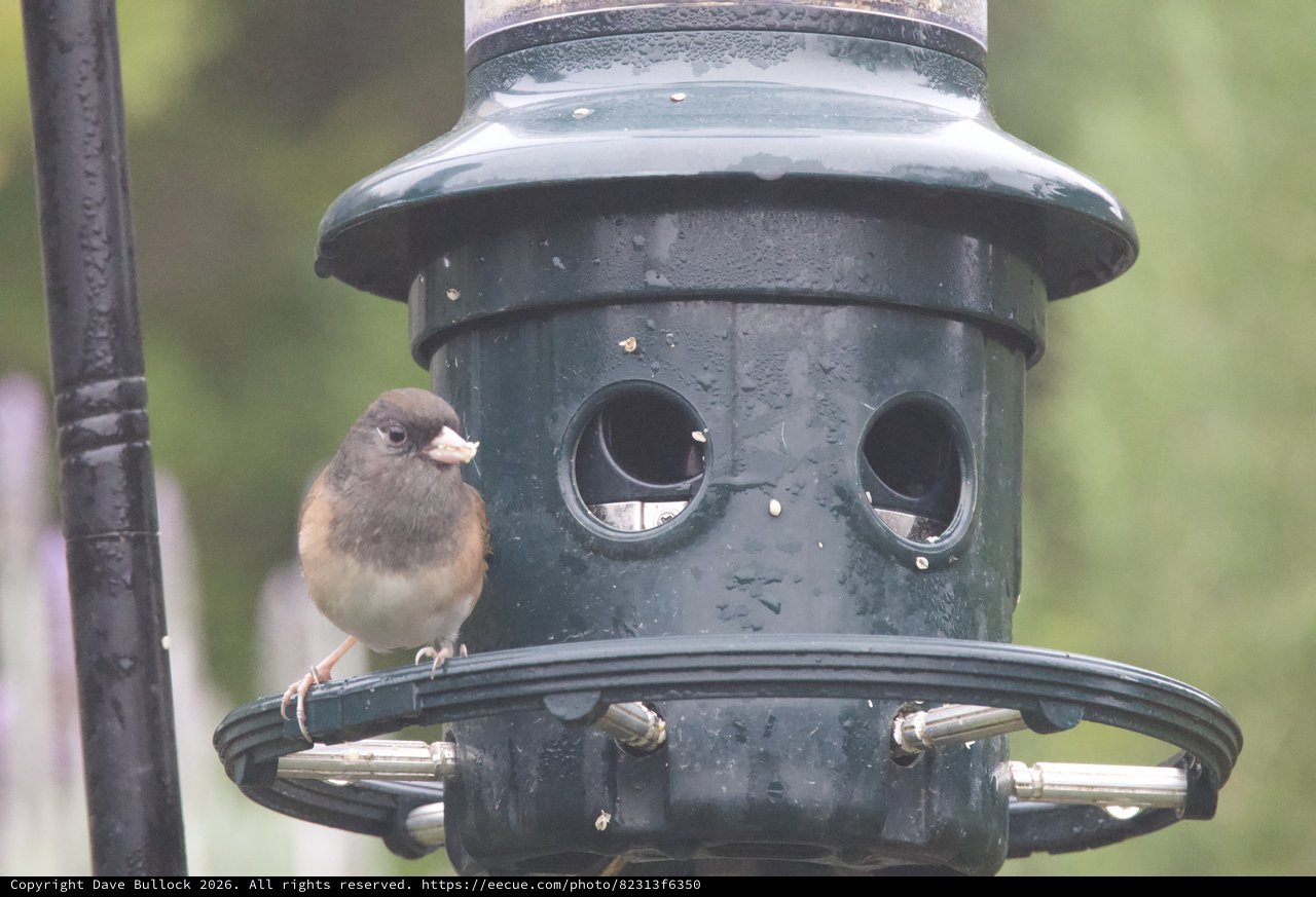 Female Dark-eyed Junco at Backyard Bird Feeder