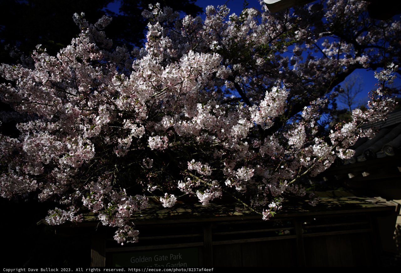 Cherry Blossoms at the Japanese Tea Garden