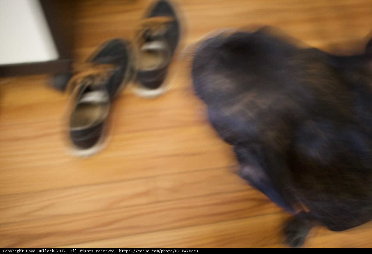 Furry Friend on Hardwood Flooring