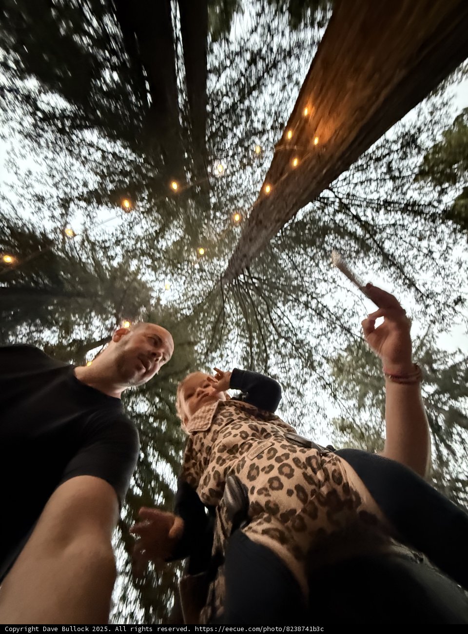 Under the Canopy of Giants