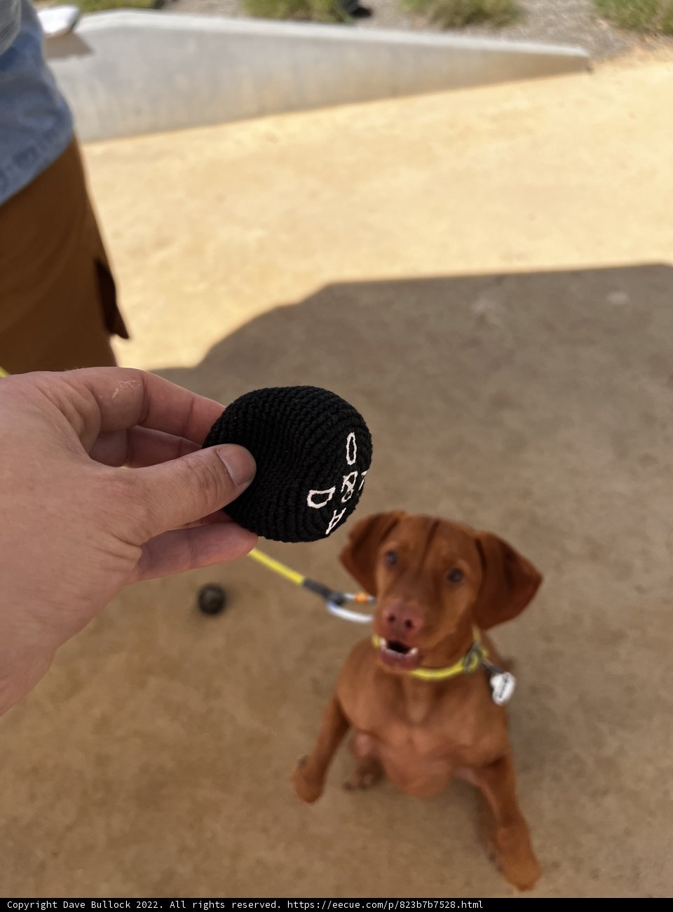 Playtime with the Pup