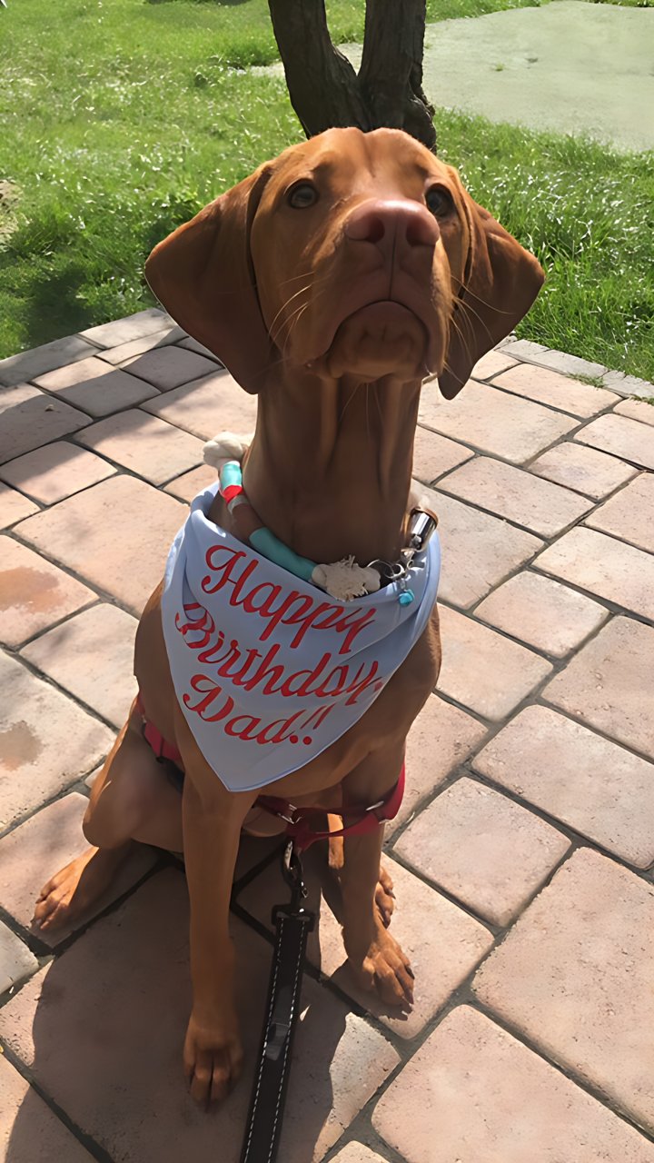 Birthday Pup