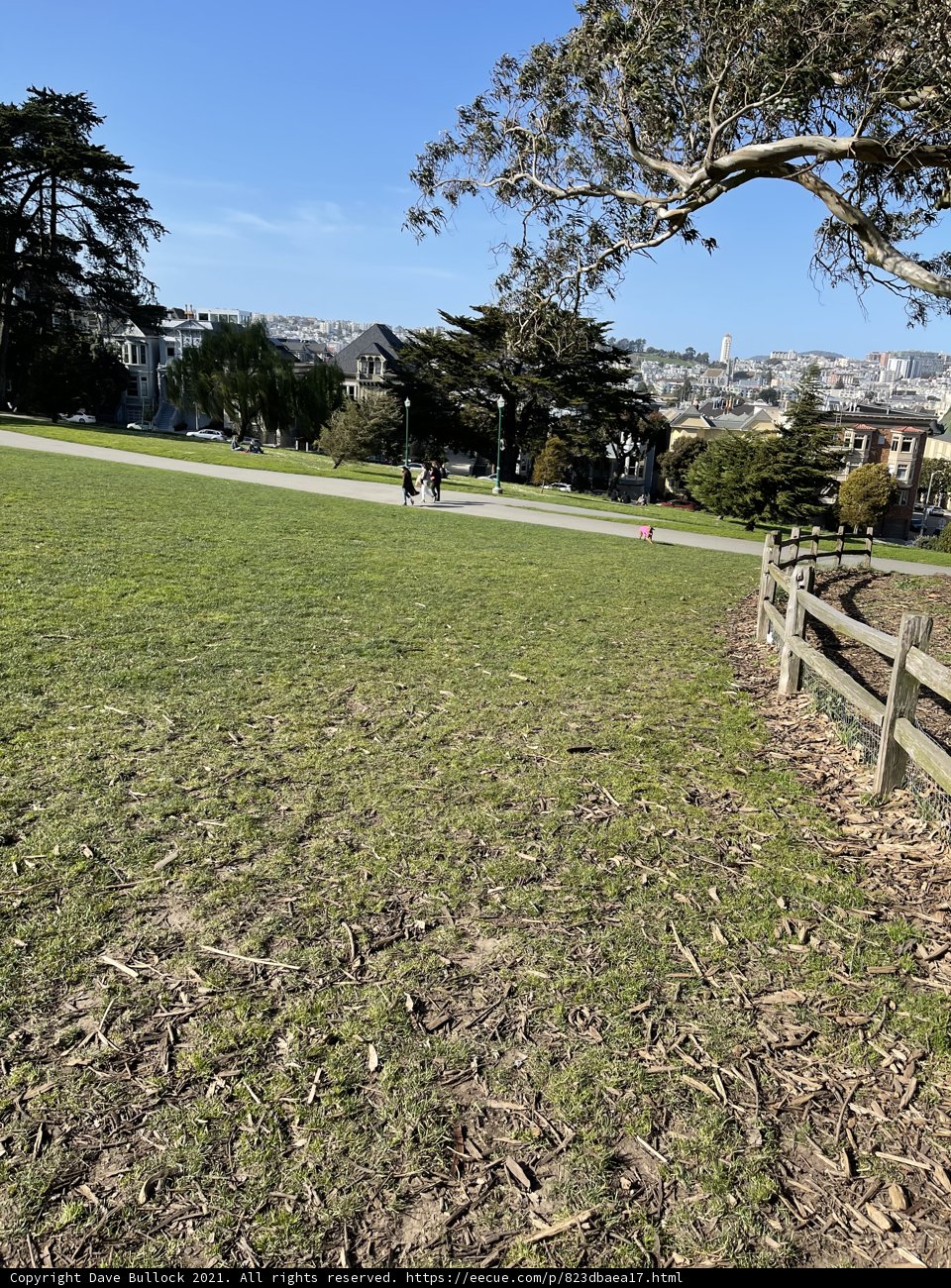 Serene Park Landscape at Alamo Square