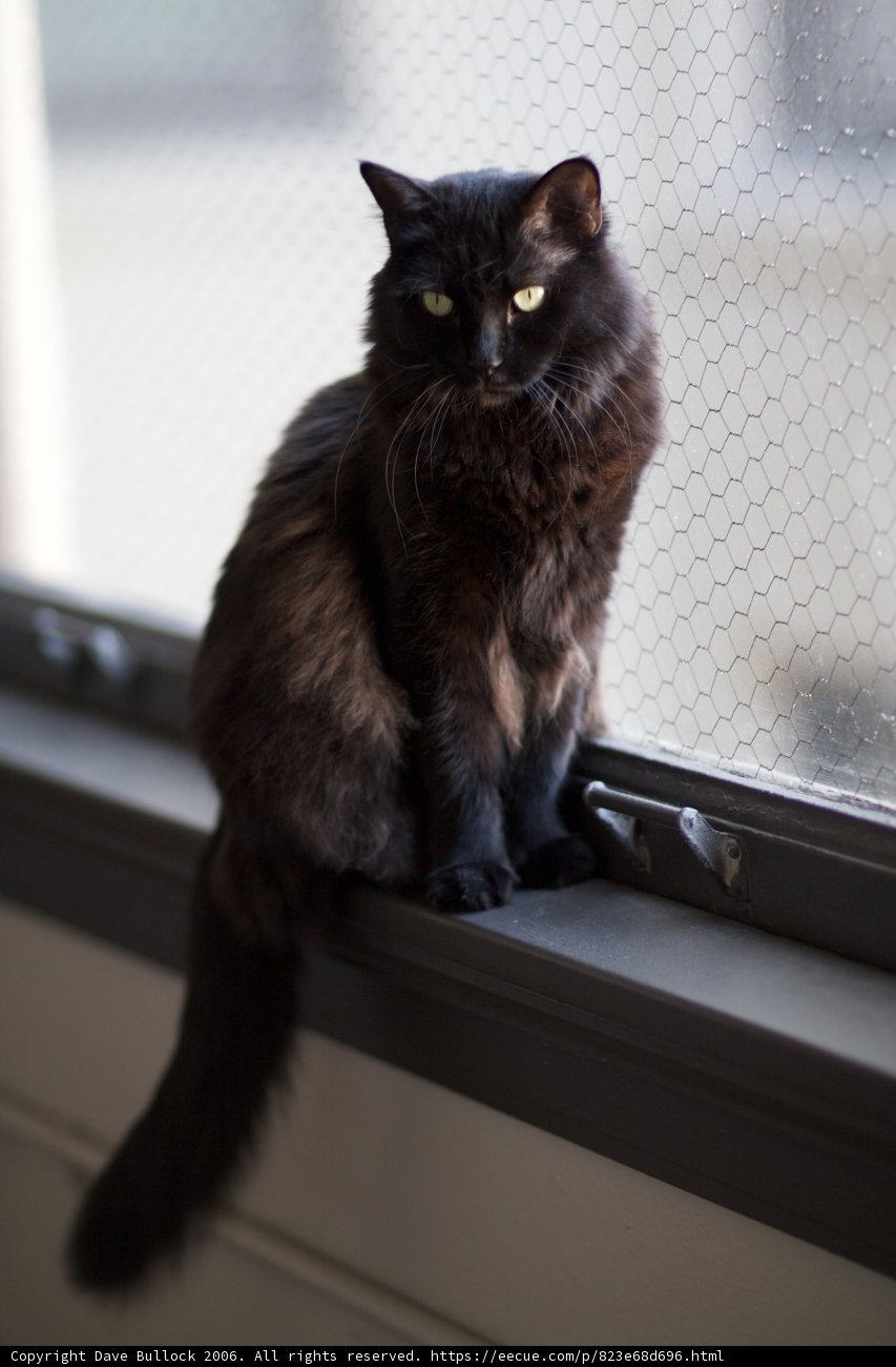 Window Watcher