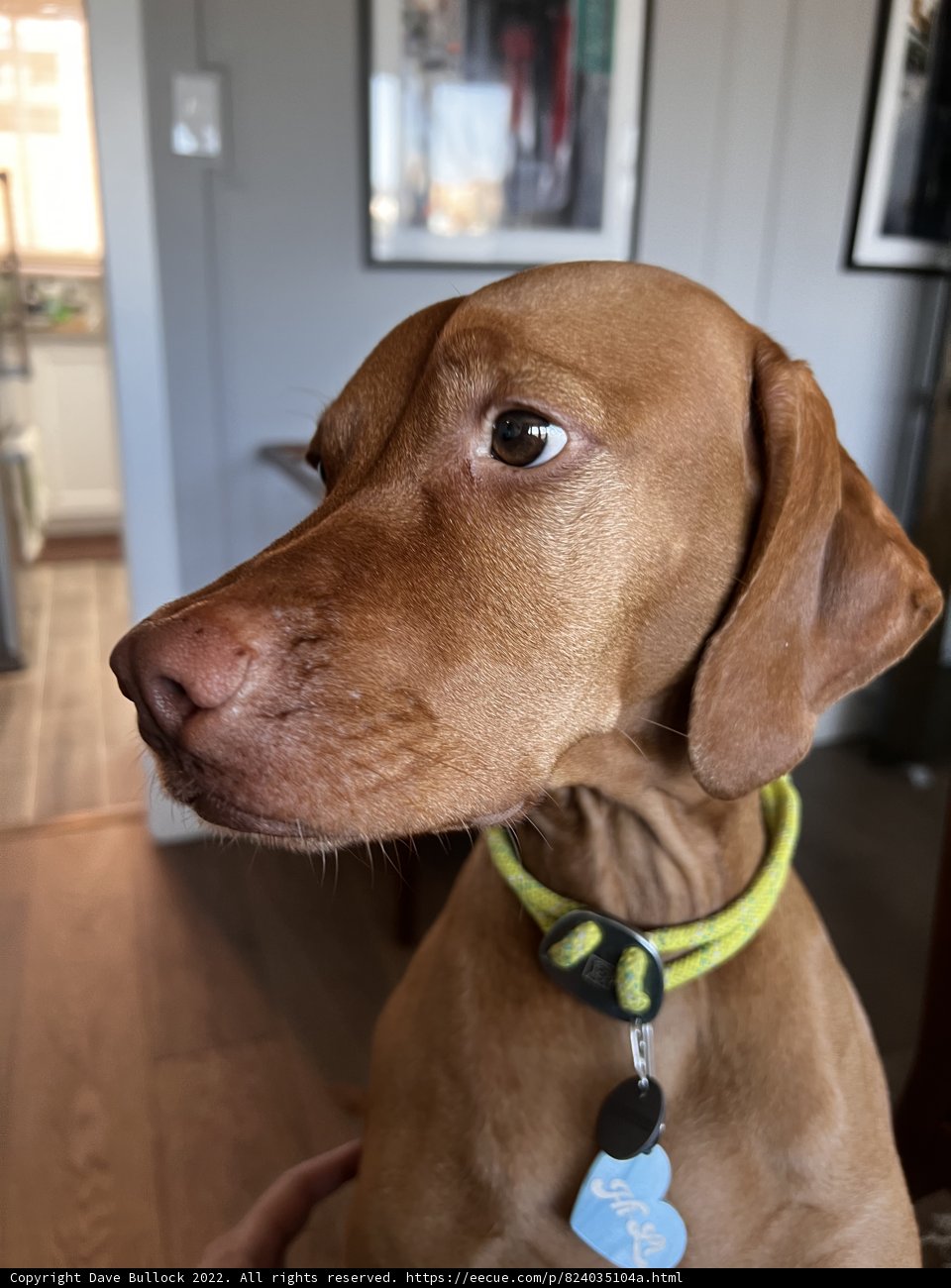 The Regal Vizsla