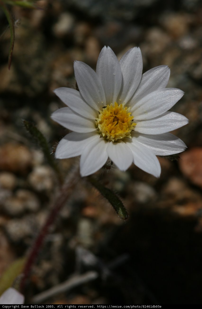 Solitary Daisy