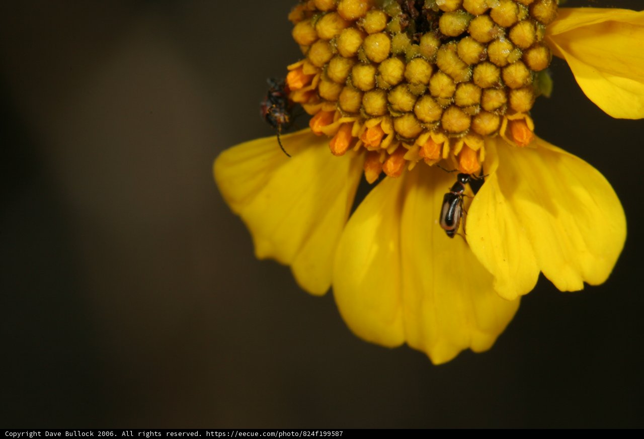 Buzzing Buddies