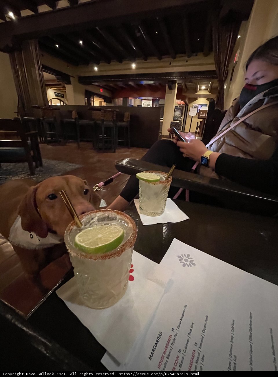 Table for One: A Canine's Happy Hour