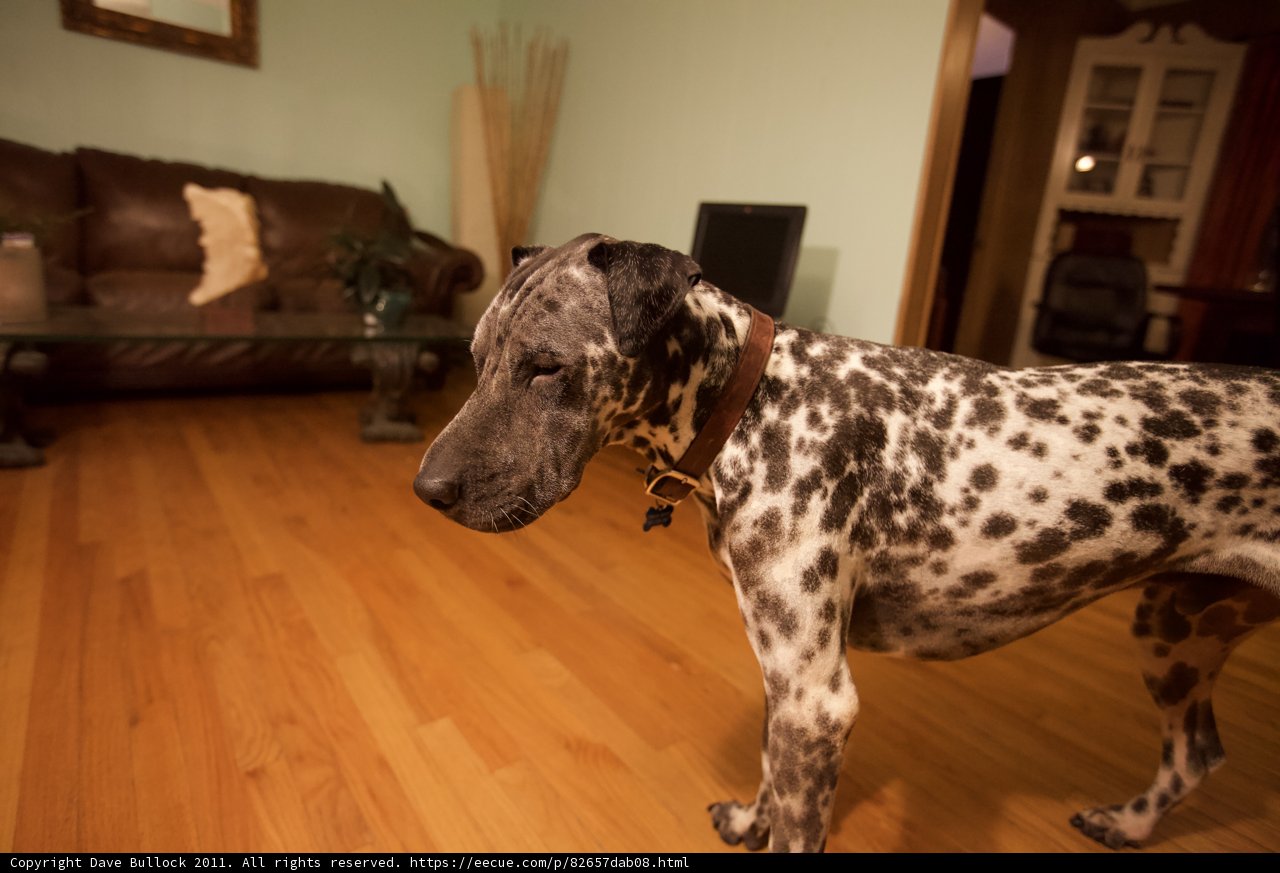 Spotted Pooch in a Hardwood Haven