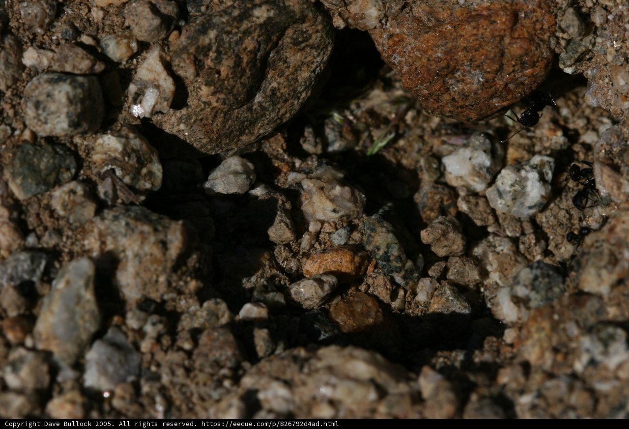 Rock and Pebble Texture