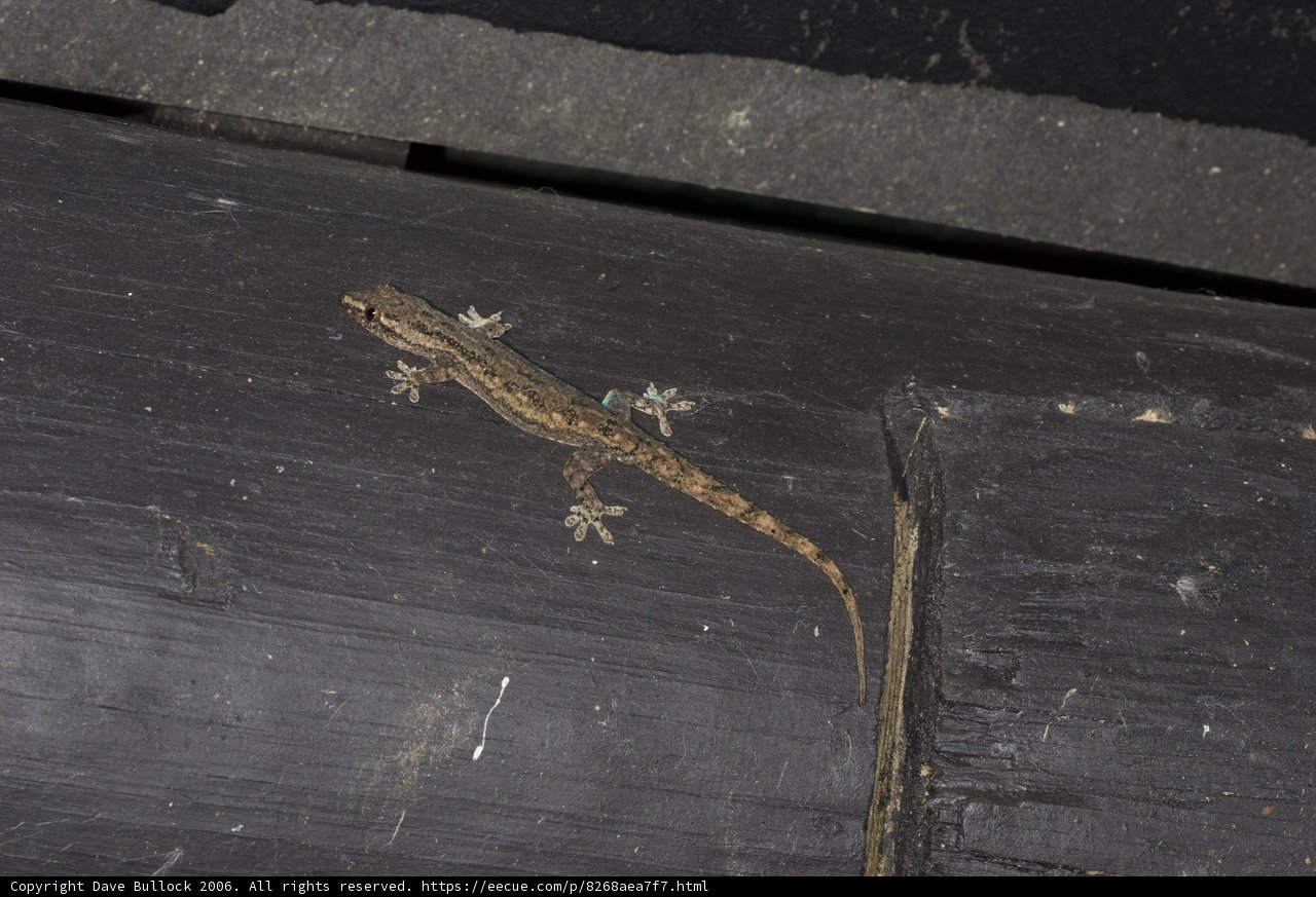 Tiny Gecko Lounging on Wooden Wall