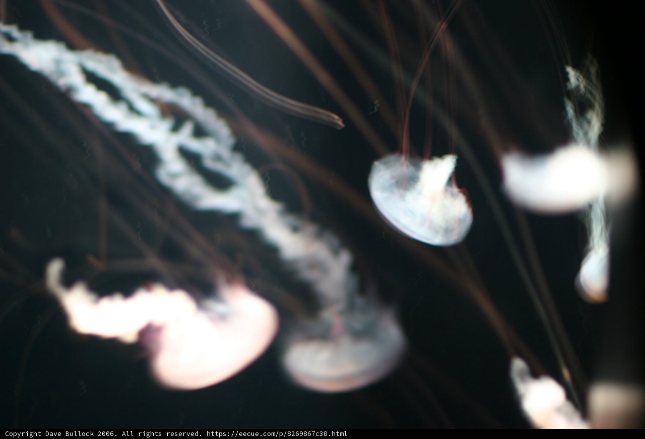 Illuminated Aqua Life